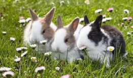 小白兔视频,小白兔的奇幻冒险之旅